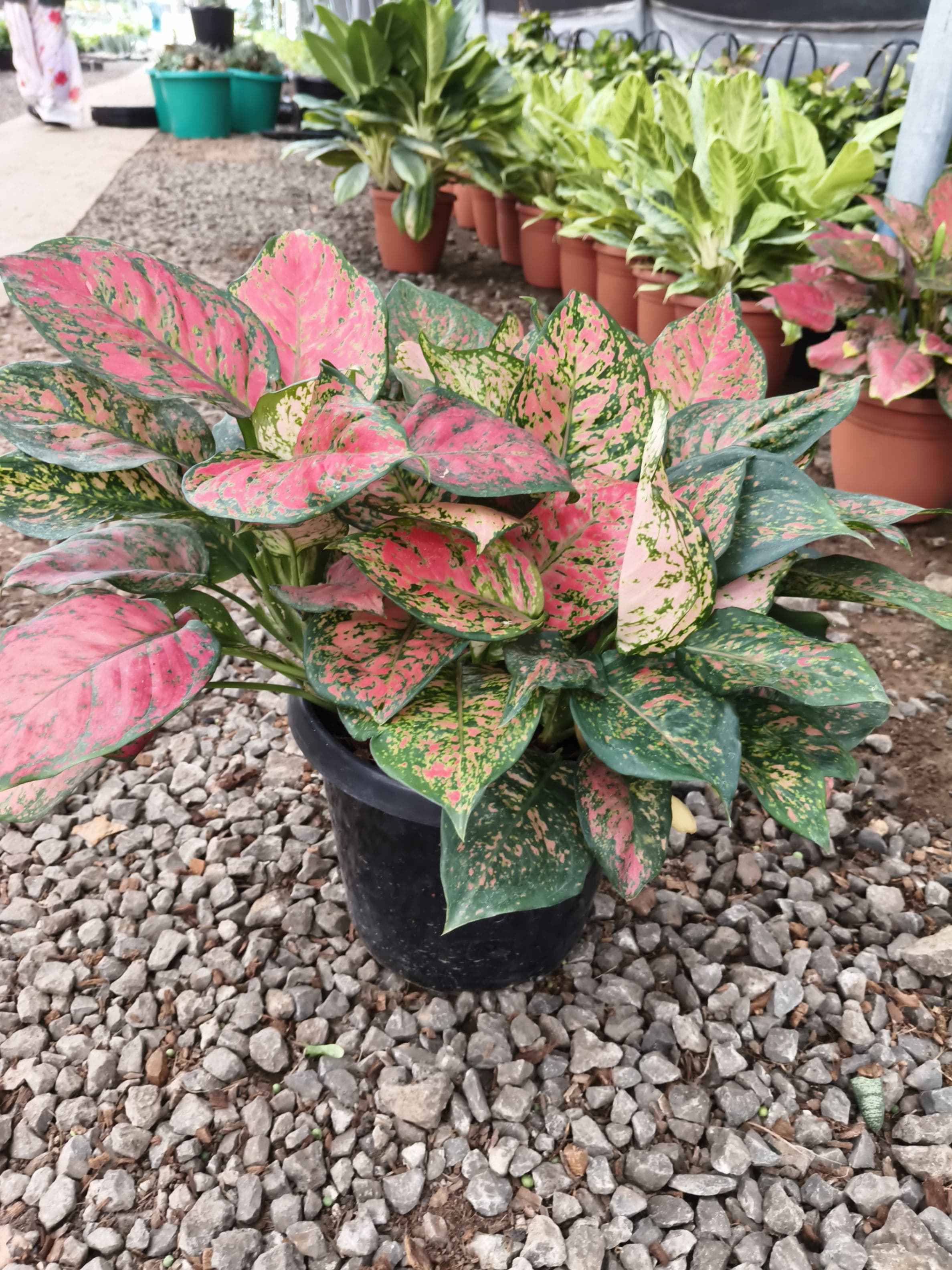 Aglaonema hybrid foliage plants