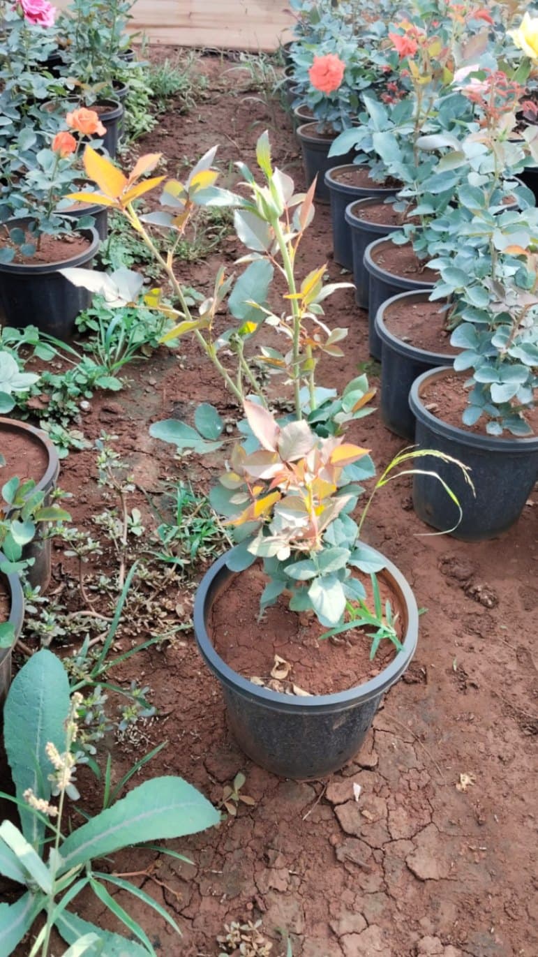 Dutch Rose mix plants