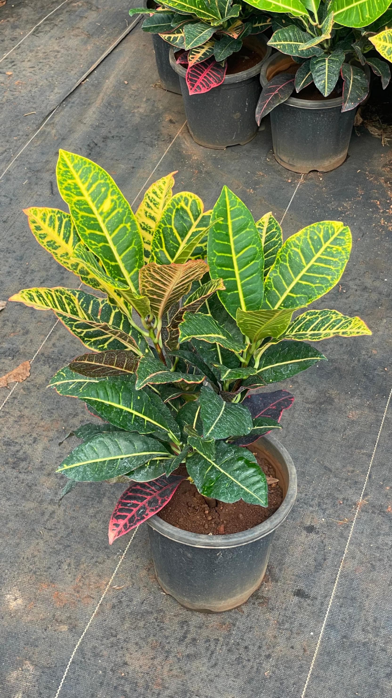 Croton Petra plants