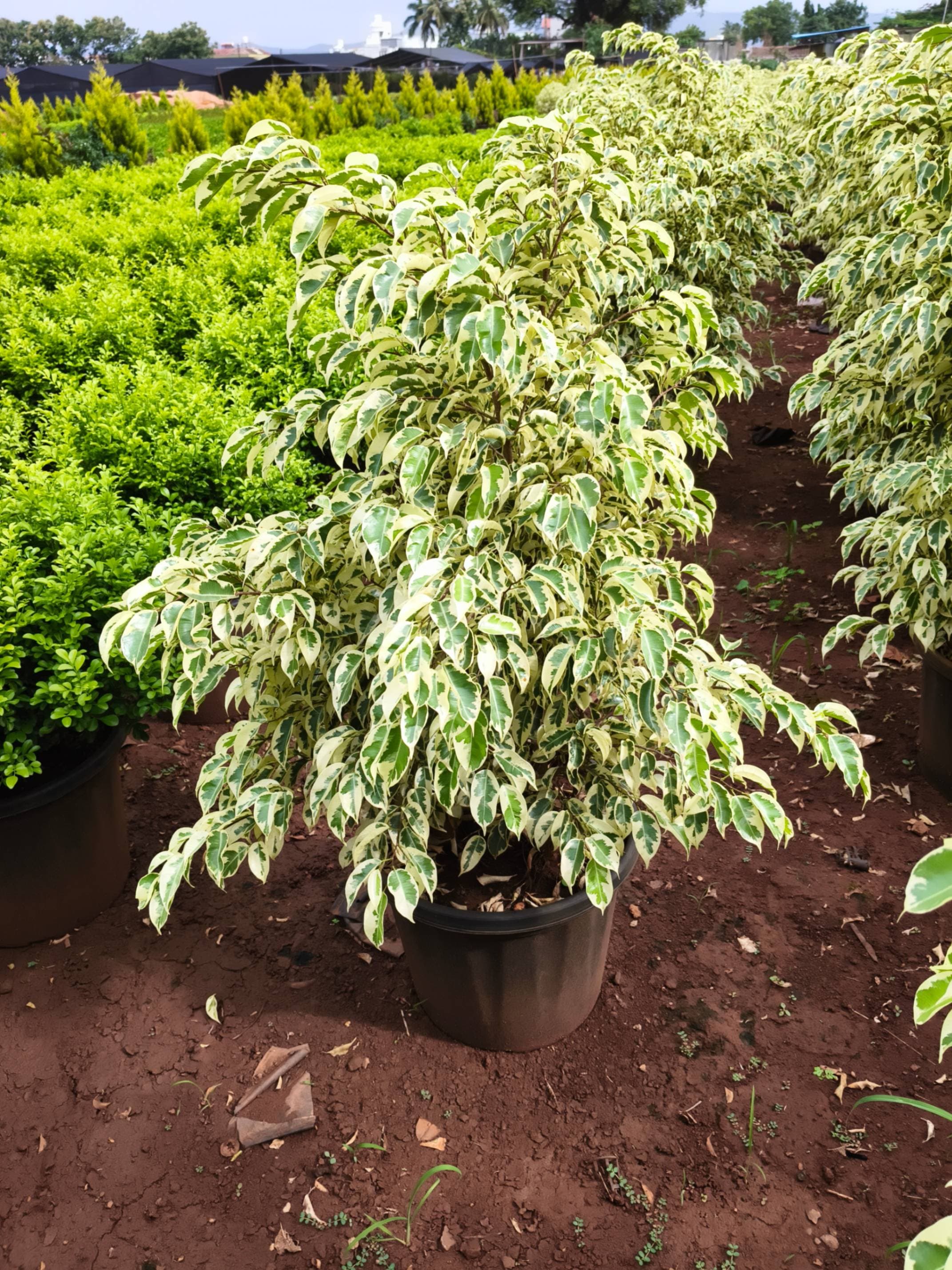 Ficus Star Light plants