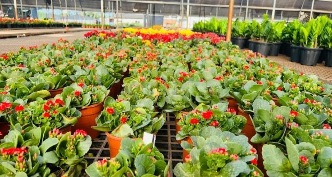 Krupa Rose Nursery