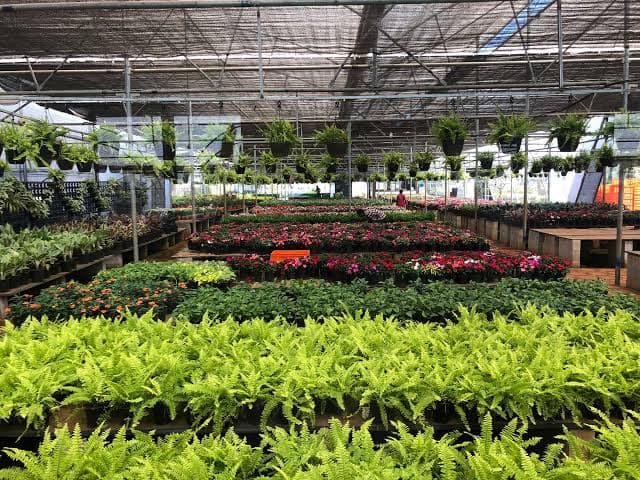 Shree balaji Rose Nursery