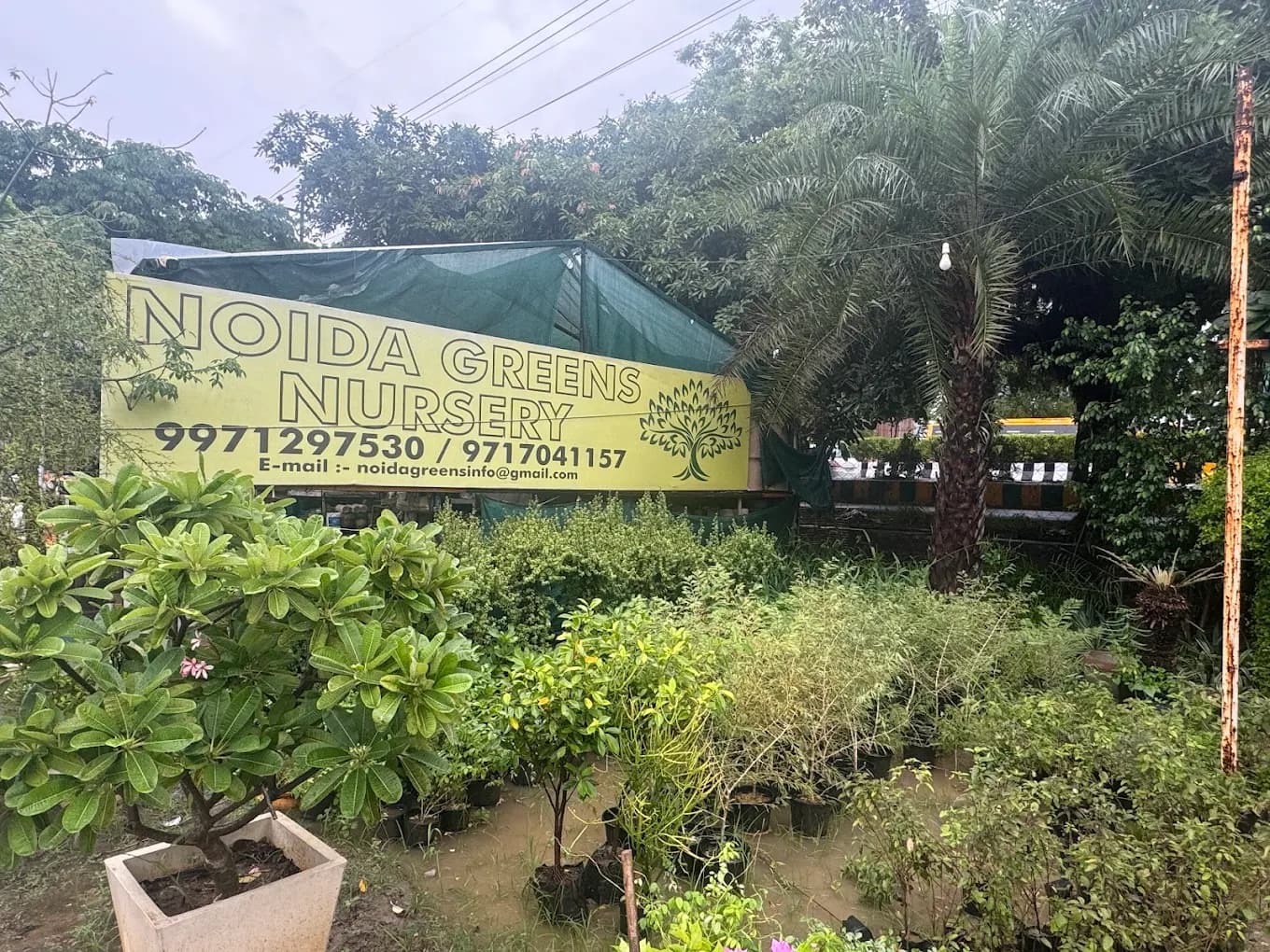 Noida Greens Nursery